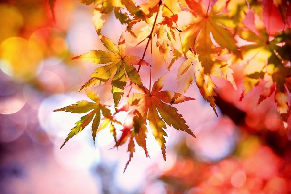 福島の紅葉名所ランキングTOP20！穴場スポットやライトアップ情報！のイメージ