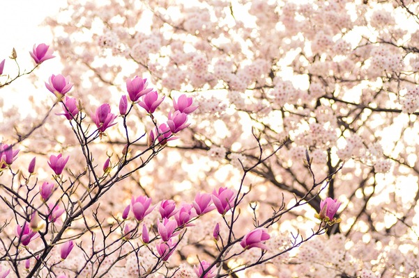 「花見山公園」はまさに現代の桃源郷！開花&見頃の時期や撮影ポイントは？のイメージ