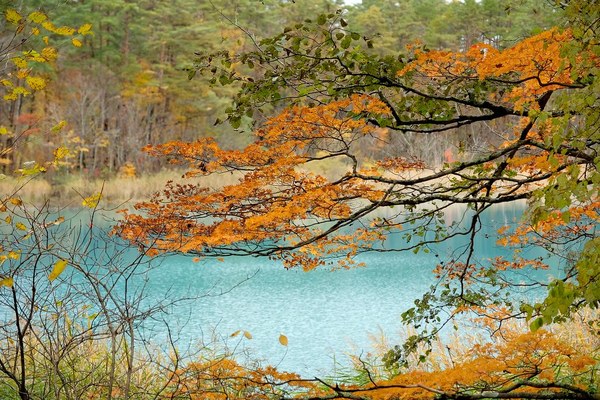  裏磐梯「五色沼湖沼群」で神秘の絶景を観光！色とりどりの泉を散策！のイメージ