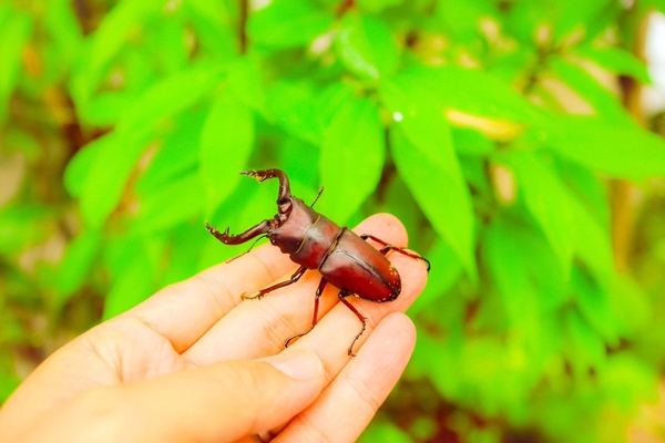福島「ムシテックワールド」は昆虫の生態や自然を学ぶ科学館！見所は？のイメージ