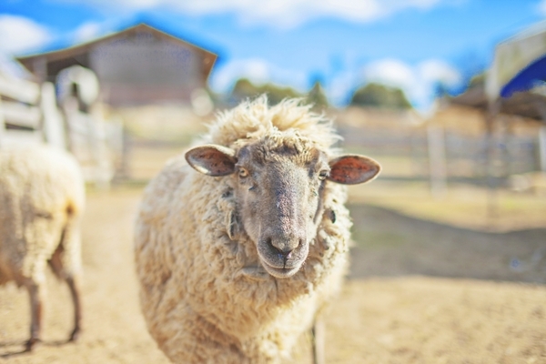 「郡山石筵ふれあい牧場」で自然と動物を満喫！イベントや観光情報！のイメージ