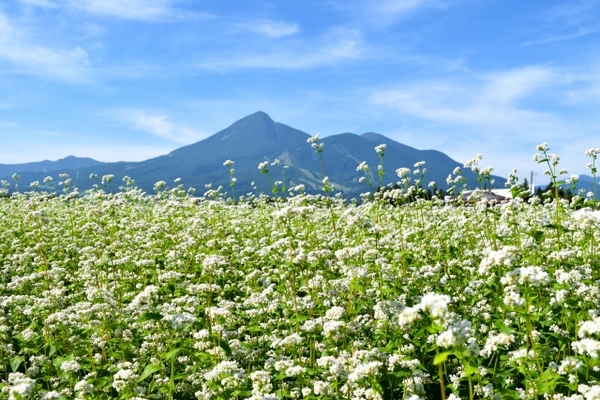 郡山市のおすすめ観光スポット25選！定番の名所や伝統のイベントも紹介！のイメージ