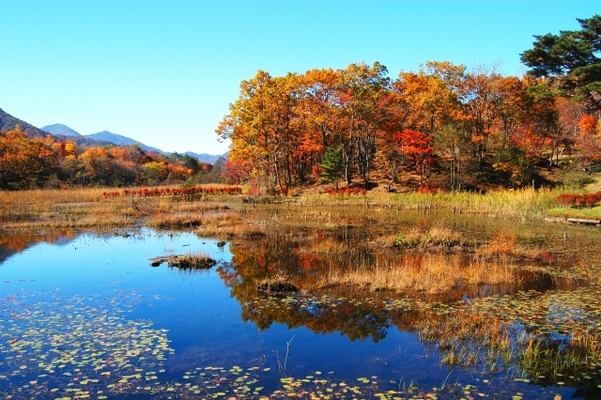 「観音沼森林公園」で水鏡の紅葉や浮島の絶景を鑑賞！四季が彩る沼を散策！のイメージ