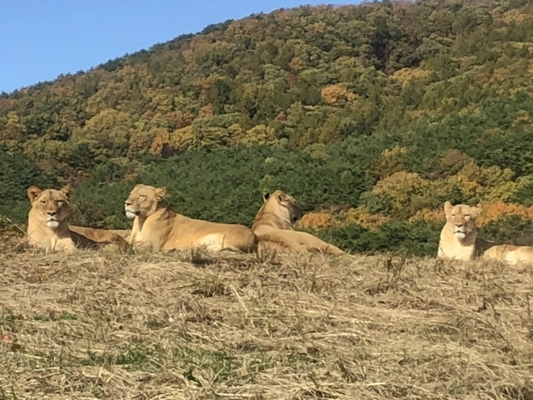 世界レベルの動物園！「東北サファリパーク」には約900頭羽の動物が！のイメージ