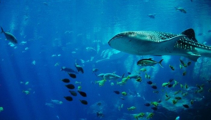 「アクアマリンふくしま」は楽しく学べる体験型水族館！貴重な海洋生物も！のイメージ