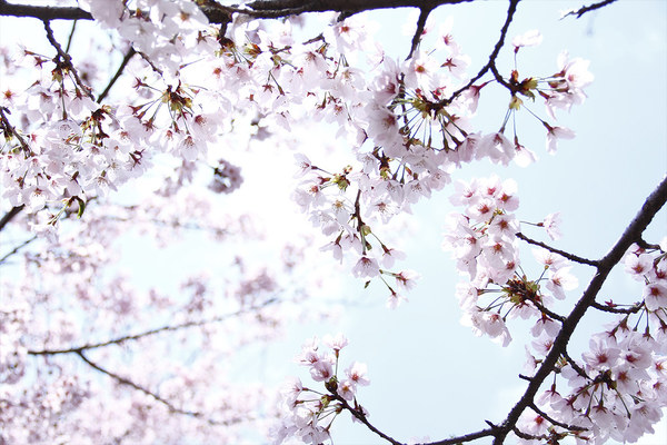 仙台でお花見！美しい桜の名所TOP10！見頃や開花情報も解説！のイメージ