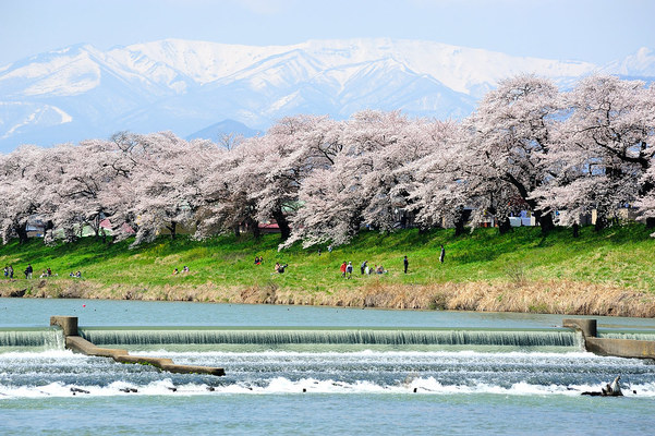  宮城の桜の名所ランキングTOP20！開花&見頃の時期は？穴場まで！のイメージ