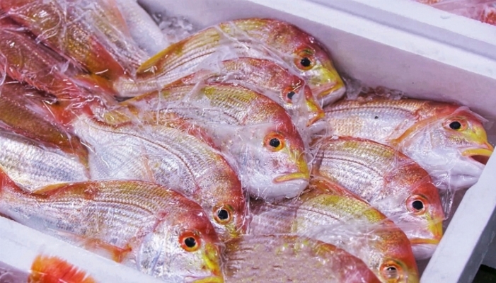 「気仙沼魚市場」で漁港見学や絶品海鮮グルメを堪能！食堂で朝食&ランチ！のイメージ