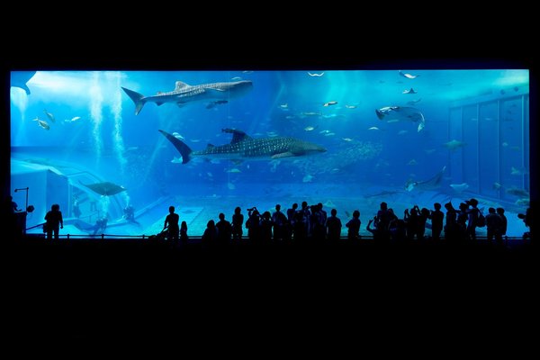 「仙台うみの杜水族館」の観光ガイド！料金や割引方法は？駐車場も解説！のイメージ