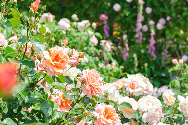 「やくらいガーデン」で四季の花々の絶景を！レストランや観光の魅力は？のイメージ