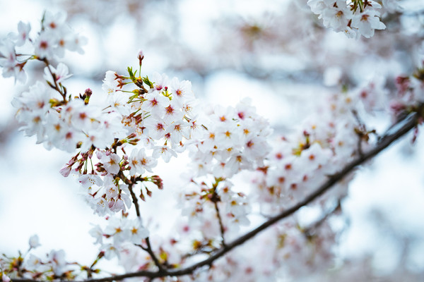 「船岡城址公園」は桜の絶景名所！開花&見頃の時期や桜まつりを解説！のイメージ