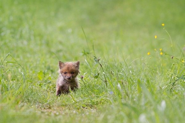  「宮城蔵王キツネ村」のキツネが可愛すぎると話題！見所やアクセスを解説！のイメージ