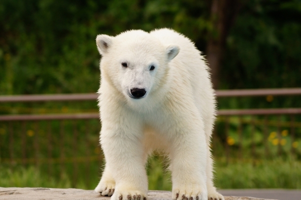宮城のおすすめ水族館&動物園一覧！各見所や料金&割引情報も解説！のイメージ