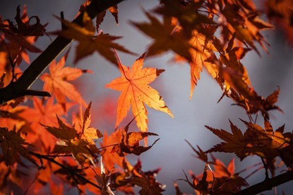 「円通院」の紅葉&ライトアップ情報！見頃の時期や駐車場・混雑情報！のイメージ