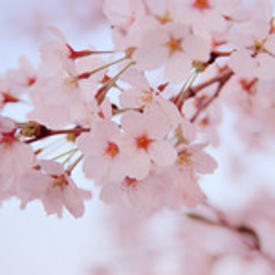 東北の桜の名所を厳選！春に絶対行きたいおすすめスポット25選！のイメージ