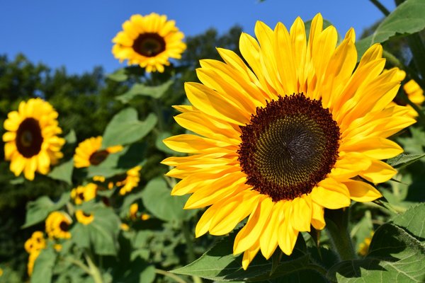 「三本木ひまわりの丘」の見頃や菜の花まつりとは？開花情報や温泉も解説！のイメージ