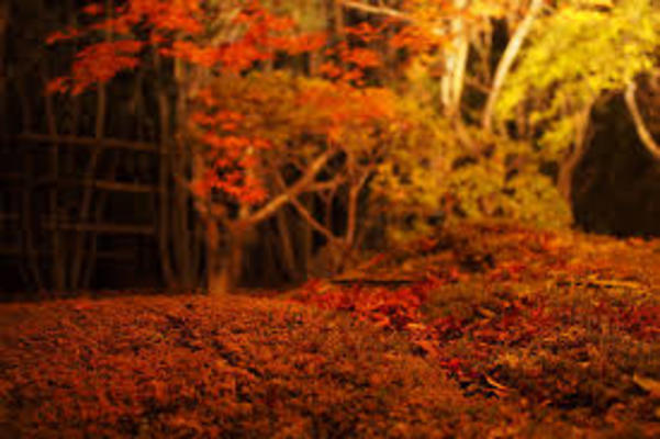 松島へ紅葉の絶景を見に行こう！必見スポットやライトアップ情報も解説！のイメージ