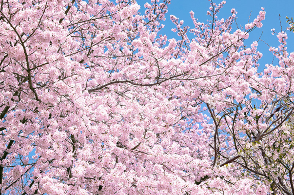 「開成山公園」で桜の絶景やイベントを満喫！見頃の時期や駐車場情報！のイメージ