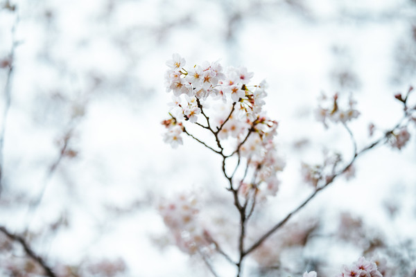 「三春滝桜」は日本三大桜の絶景！見頃の時期やライトアップ情報を解説！ のイメージ