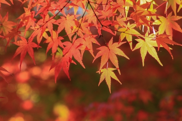 佐賀で絶景の紅葉を！定番名所&穴場スポットTOP15と見頃の時期！のイメージ