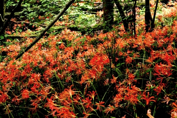 「多良岳」は四季の花が美しい登山スポット！ルートや難易度を解説！のイメージ