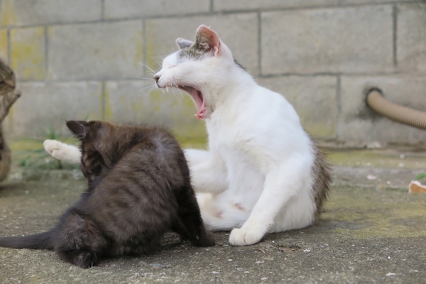 猫好き必見！宮城の猫島「田代島」を観光！食事や宿泊施設も紹介！のイメージ