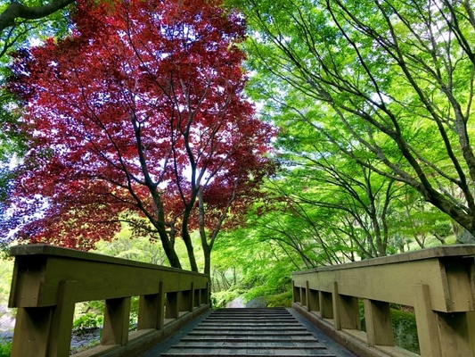 「環境芸術の森」は佐賀No.1の紅葉名所！紅く染まる水面の絶景とは？のイメージ