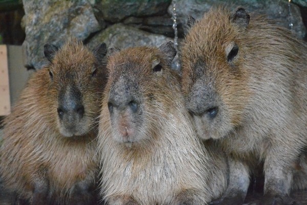 カピバラで有名！「長崎バイオパーク」で貴重な動物や触れ合い体験！のイメージ