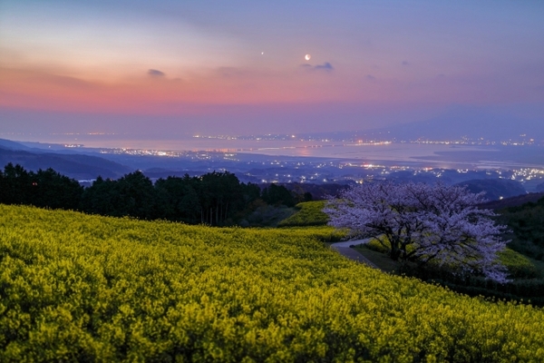 「白木峰高原」はコスモスと菜の花の一面に広がる絶景！星空鑑賞もおすすめ！のイメージ