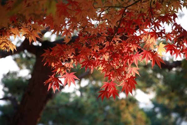 鹿児島のおすすめ紅葉名所15選！穴場スポットや見頃&ライトアップも解説！のイメージ