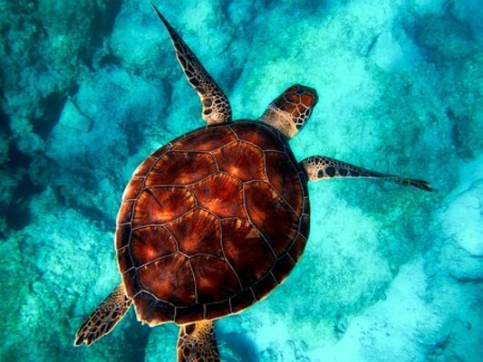 奄美大島の絶景シュノーケリングポイントはここ！人気ツアーや時期も解説！のイメージ