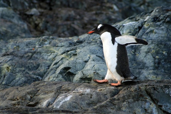  世界一ペンギンがいる？「長崎ペンギン水族館」の癒し体験やグッズを紹介！のイメージ