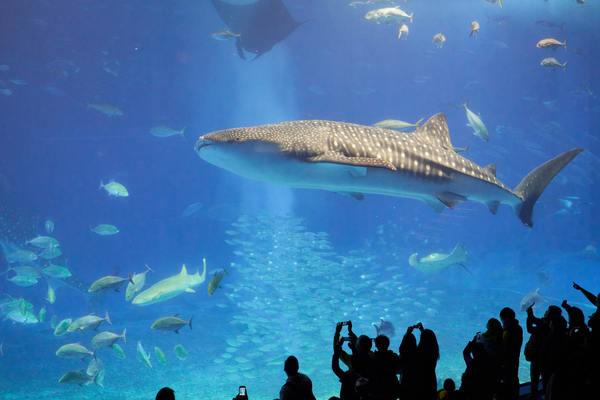 「いおワールドかごしま水族館」で500種の生物やイルカショーを楽しむ！のイメージ