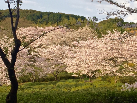 「大村公園」は桜の名所100選の歴史的公園！見頃や花菖蒲まつりも解説！のイメージ