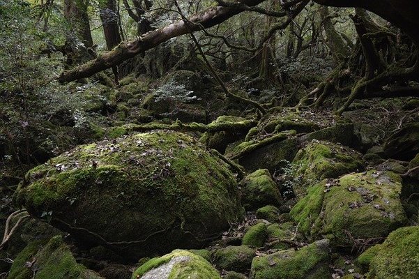 屋久島の絶景「白谷雲水峡」が美しい！苔むす森や太鼓岩はもののけ姫の世界？のイメージ