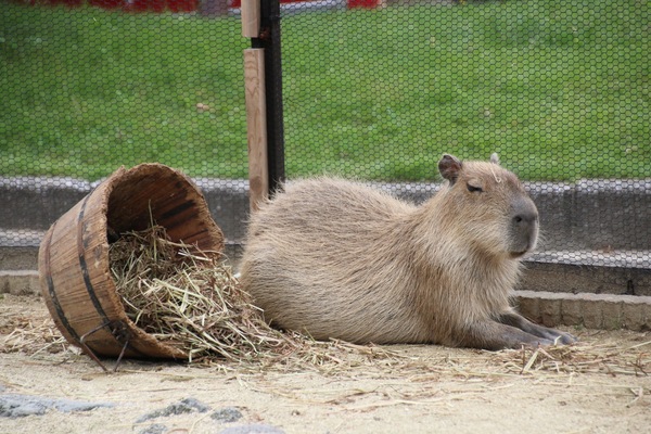  別府「山地獄」は温泉熱を利用した動物園！貴重な動物達や料金は？のイメージ