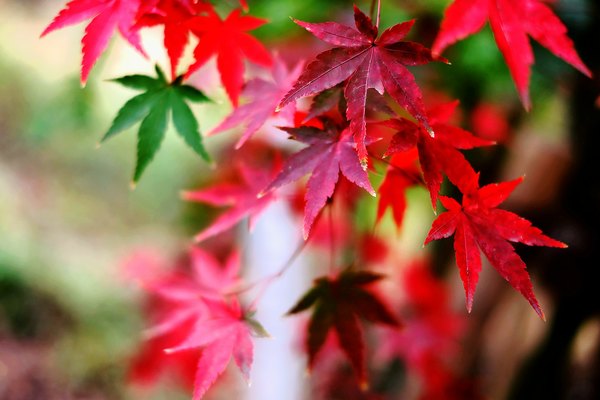 「紅葉八幡宮」は御朱印ARで神様が出てくる？ご利益やアプリを解説！のイメージ