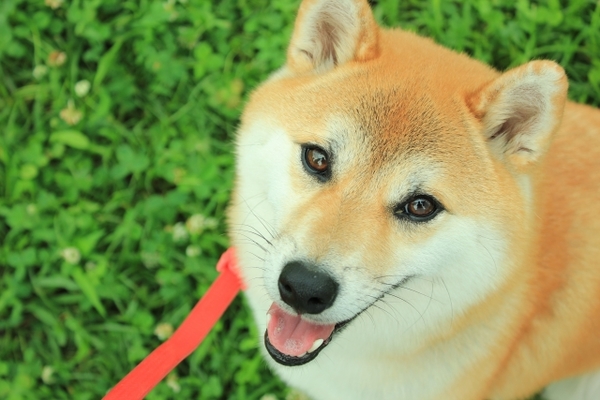 熊本「柴犬の里 高遊荘」で可愛い柴犬に癒される♪周辺のカフェも紹介！のイメージ