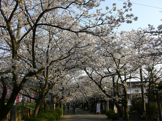 福岡の桜の名所ランキングTOP20！開花&見頃の時期や穴場を解説！のイメージ