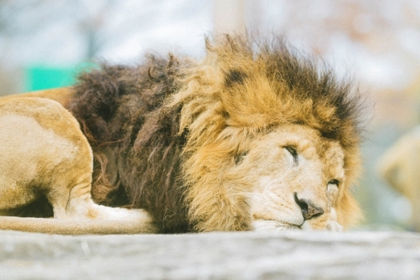 「熊本市動植物園」の楽しみ方を徹底解説！出会える動物やレストランも紹介！のイメージ