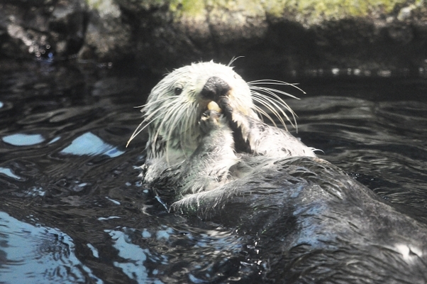 大分「うみたまご」は動物と触れ合える水族館！料金や割引方法も解説！のイメージ