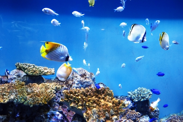 九州のおすすめ水族館ランキングTOP18！人気の施設一覧をチェック！のイメージ