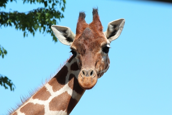 「到津の森公園」で様々な動物と触れ合おう！楽しみ方や入場料金を解説！のイメージ