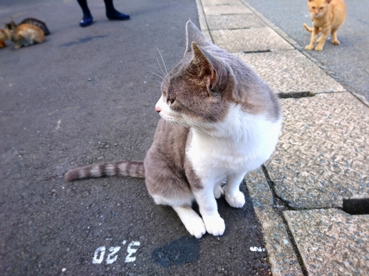 福岡の猫の島「相島」を満喫する旅へ！観光名所やグルメ情報を徹底解説！のイメージ