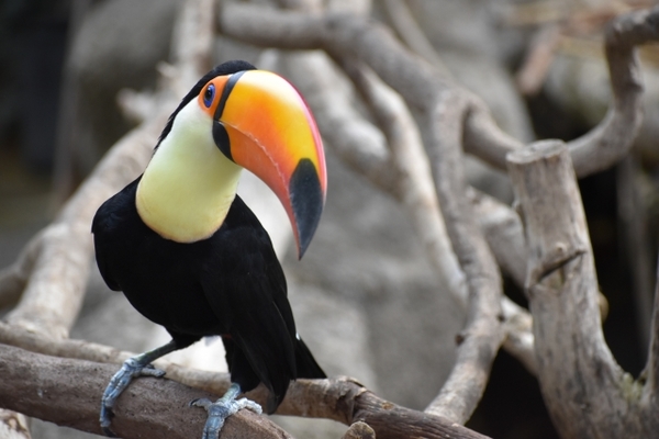 植物園かつ動物園？松江フォーゲルパークの楽しみ方や料金を徹底解説！のイメージ