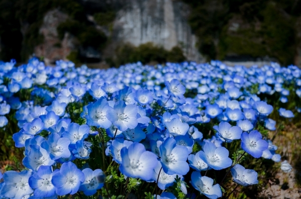 「海の中道海浜公園」の楽しみ方を徹底解説！花畑や動物園など魅力満点！のイメージ