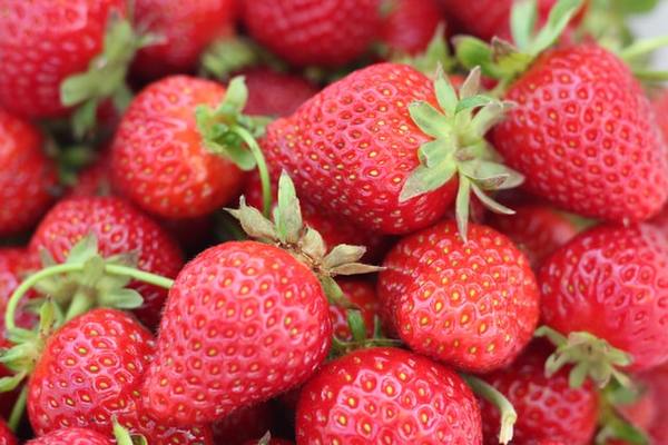 広島のおすすめいちご狩り14選！予約なしでもOKな農園や品種を紹介！のイメージ
