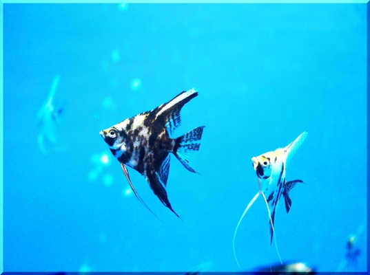 島根「宍道湖自然館ゴビウス」で貴重な魚を鑑賞！入館料や割引情報！のイメージ