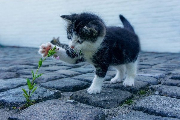福岡「藍島」は猫好き必見スポット！観光情報&フェリーでの行き方を解説！のイメージ