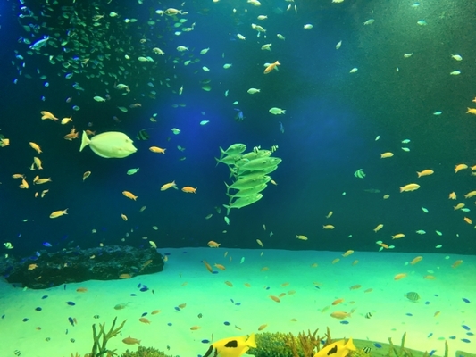 「マリホ水族館」で生命の神秘を感じる水中世界へ！見所や入館料金を解説！のイメージ